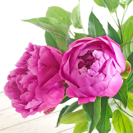 �y�������͂��z�G�߂�������n�s�l�X�t�����[�i5�����͂��j