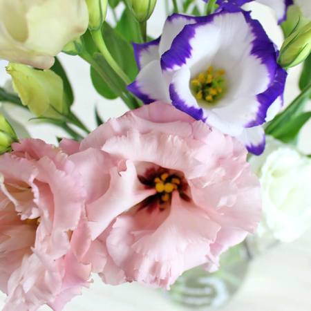 �y�������͂��z�G�߂�������n�s�l�X�t�����[�i6�����͂��j