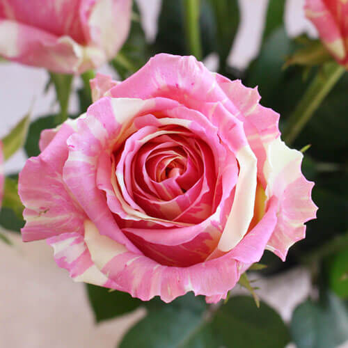 �y�������͂��z�V�N�I�o���̓E�݂��ĕցi5�����͂��j�t�B�X�^�@�A�b�v