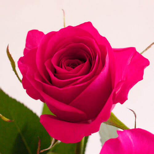 �y�������͂��z�V�N�I�o���̓E�݂��ĕցi5�����͂��j�t�B�X�^�@�A�b�v