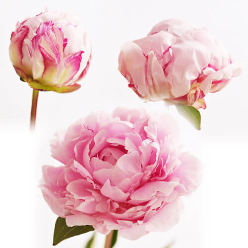 �y�������͂��z�G�߂�������n�s�l�X�t�����[�i5�����͂��j�@�A�b�v