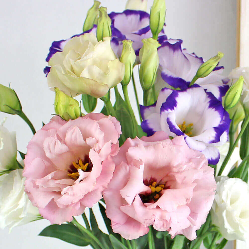 �y�������͂��z�G�߂�������n�s�l�X�t�����[�i6�����͂��j�@�A�b�v