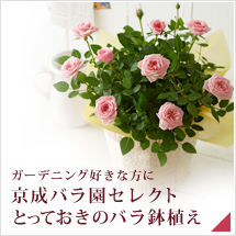 �K�[�f�j���O�D���ȕ��ɋ����o�����Z���N�g�Ƃ��Ă����̃o�����A��