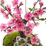 �t�̂��� ��