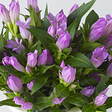 �H�̂��� �����h�E