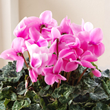 �~�̂��� �V�N������