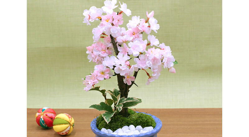 旭山桜(一才桜)