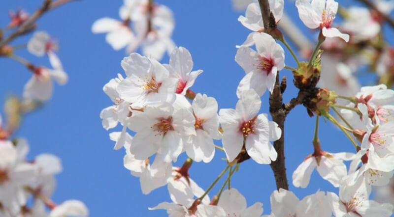 染井吉野(ソメイヨシノ)