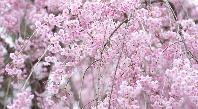 枝垂桜(シダレザクラ)
