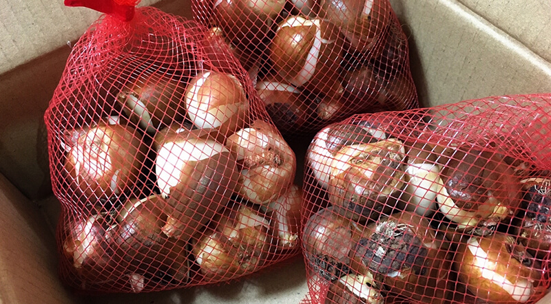 Point1 大きな球根を選ぶ